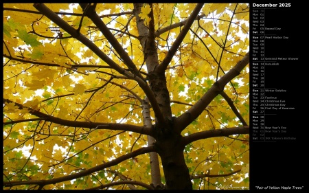 Pair of Yellow Maple Trees