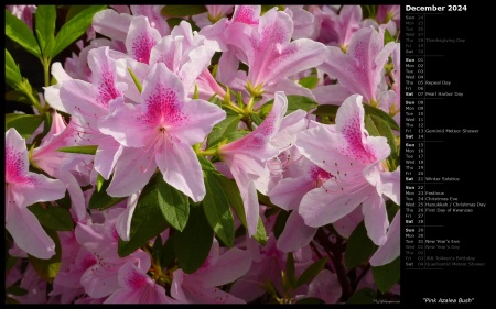 Pink Azalea Bush