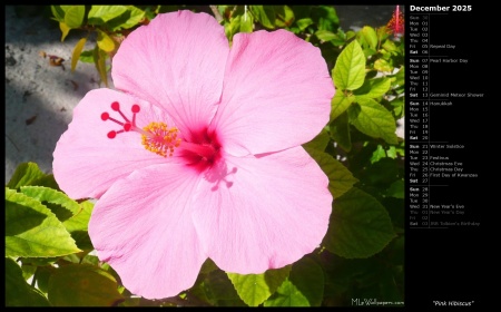 Pink Hibiscus