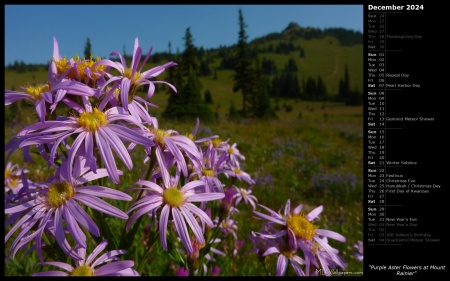 Purple Aster Flowers at Mount Rainier