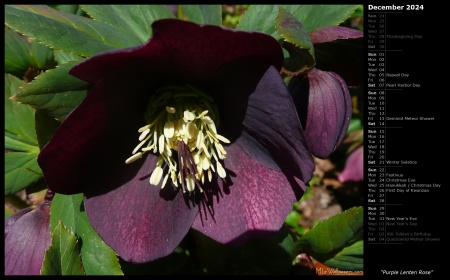 Purple Lenten Rose