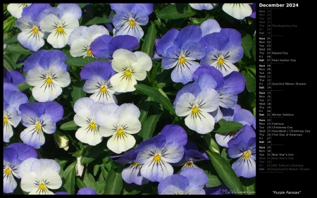 Purple Pansies