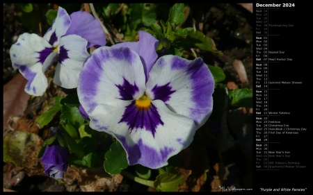 Purple and White Pansies