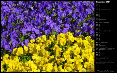 Purple and Yellow Violas