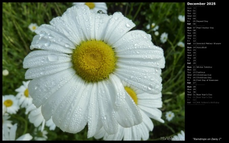 Raindrops on Daisy I