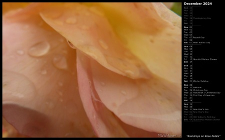 Raindrops on Rose Petals