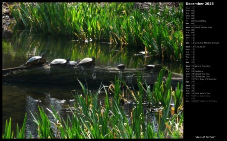 Row of Turtles