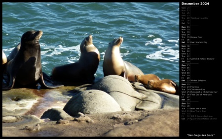 San Diego Sea Lions