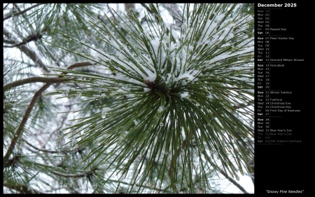 Snowy Pine Needles