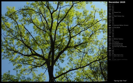 Spring Oak Tree