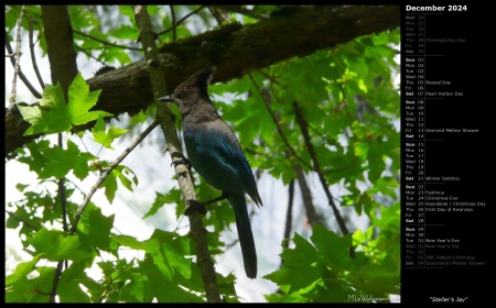 Steller's Jay