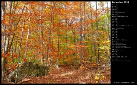 Sunlight Dappled Fall Trail