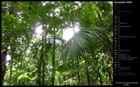 Sunlight Through Rainforest Canopy