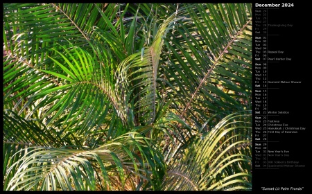 Sunset Lit Palm Fronds