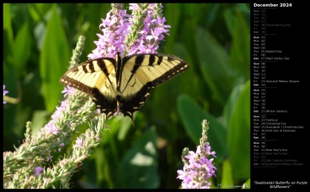 Swallowtail Butterfly on Purple Wildflowers