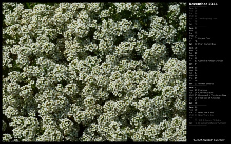 Sweet Alyssum Flowers