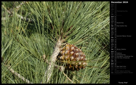 Torrey Pine