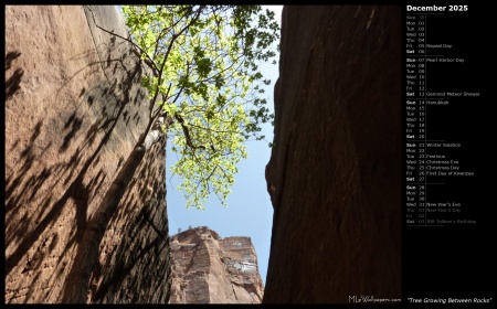 Tree Growing Between Rocks