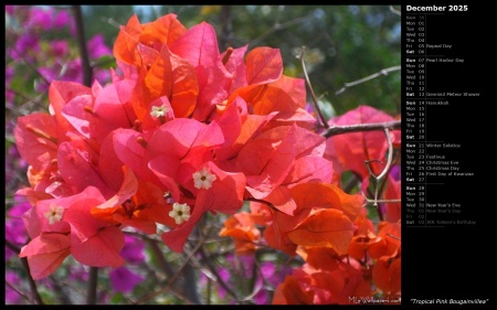 Tropical Pink Bougainvillea