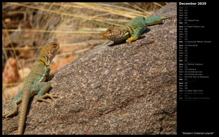 Western Collared Lizards