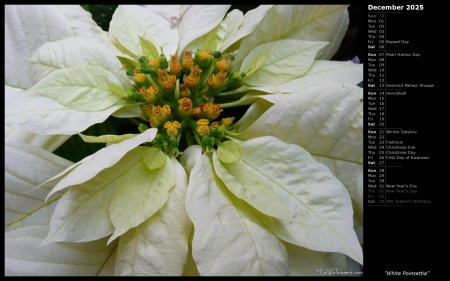 White Poinsettia