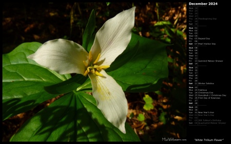 White Trillium Flower