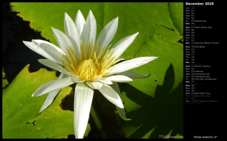 White Waterlily II