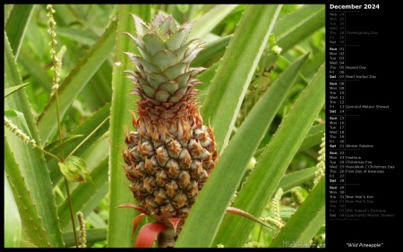 Wild Pineapple