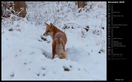 Winter Fox