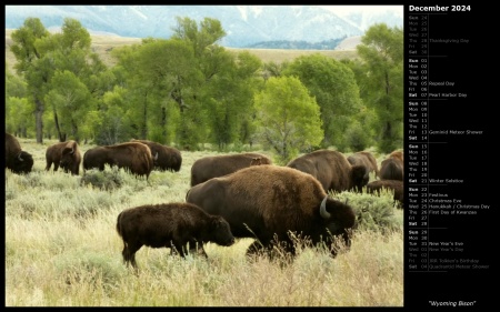 Wyoming Bison