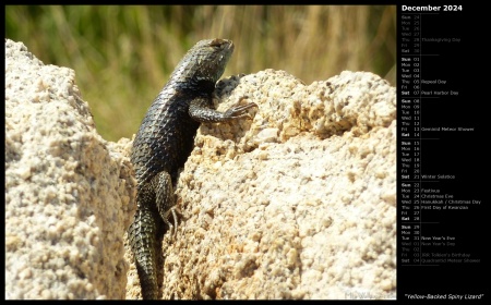 Yellow-Backed Spiny Lizard