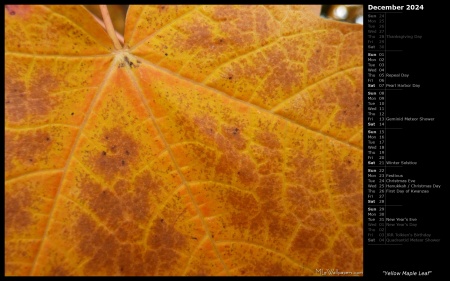 Yellow Maple Leaf