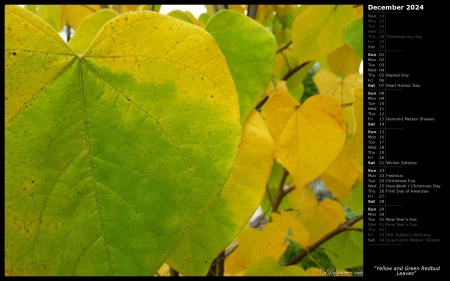 Yellow and Green Redbud Leaves