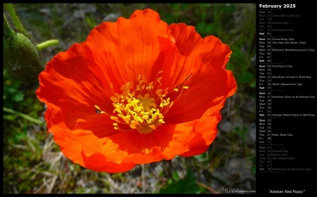 Alaskan Red Poppy