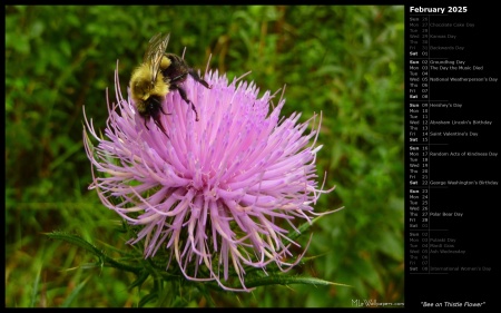 Bee on Thistle Flower