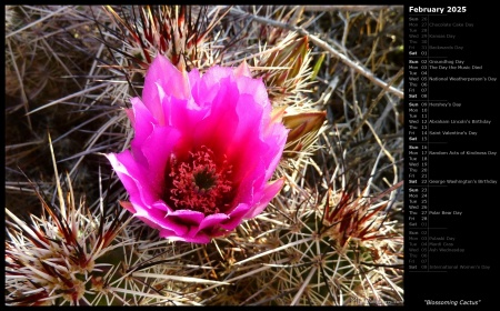 Blossoming Cactus