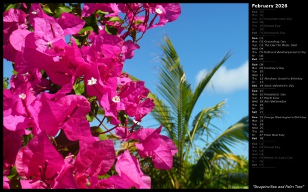 Bougainvillea and Palm Tree