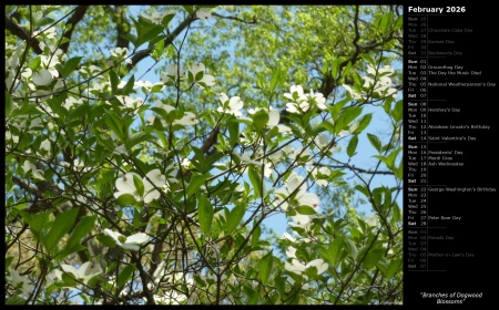 Branches of Dogwood Blossoms