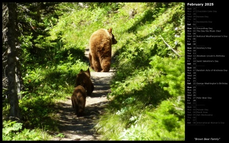 Brown Bear Family