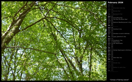 Canopy of Spring Leaves