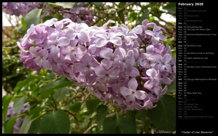 Cluster of Lilac Blossoms