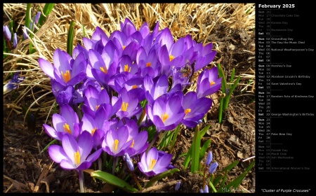 Cluster of Purple Crocuses