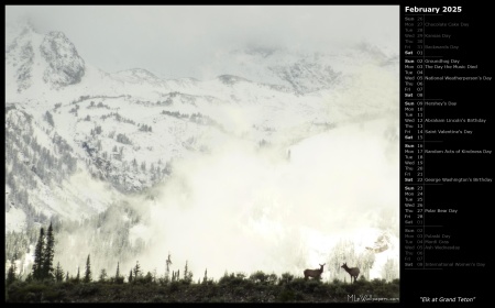 Elk at Grand Teton