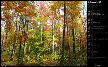 Fall Forest I