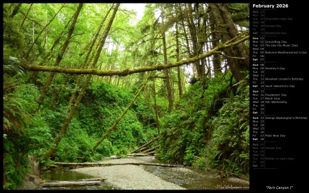 Fern Canyon I