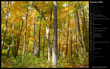 Forest of Yellow Leaves