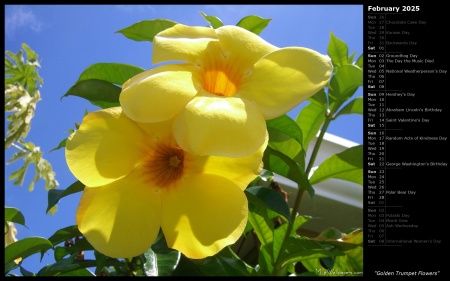 Golden Trumpet Flowers