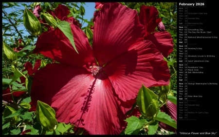 Hibiscus Flower and Blue Sky