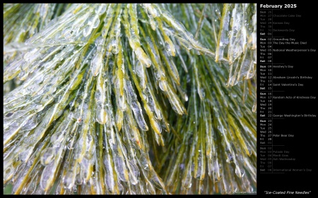 Ice-Coated Pine Needles