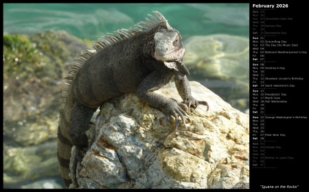 Iguana on the Rocks